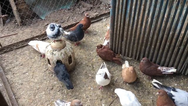 Если спаровать сизого голубя с мраморной голубкой... Понемногу о разном. смотреть онлайн