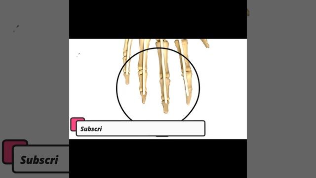 Muscles Of The Forearm | Origin , Insertion And Action | Part 2