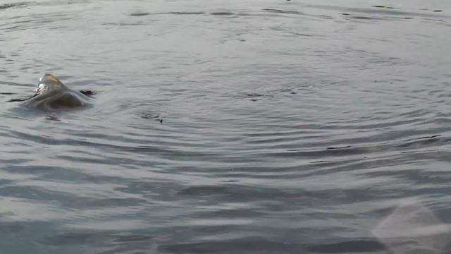 Ловим Язя смотреть онлайн