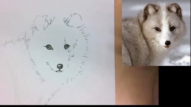 HOW TO DRAW A ARCTIC FOX STEP BY STEP: Pen and Ink Drawing Tutoiral for Beginners смотреть онлайн