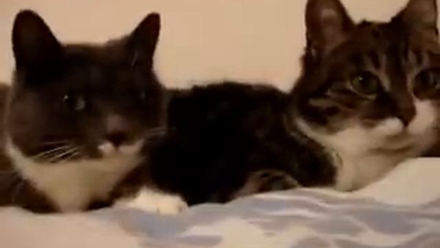 Две кошки разговаривают друг с другом смотреть онлайн