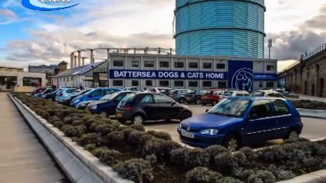 Всемирный день бездомных животных смотреть онлайн