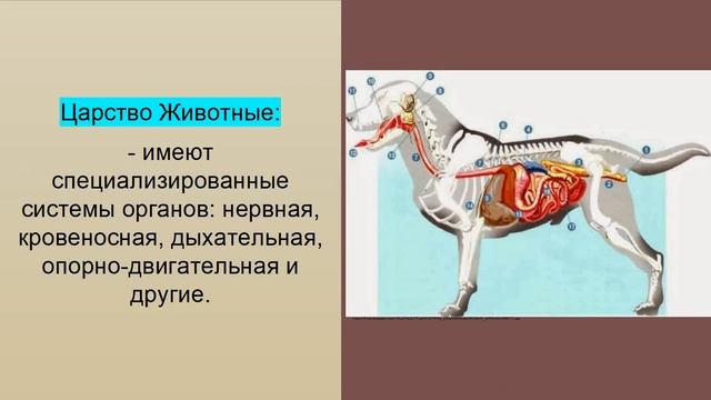 Biology 12+ Систематика организмов^ Царство животные , Baranciuc Liudmila смотреть онлайн