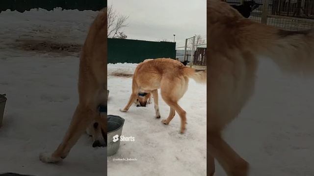 Пить из ведра - это для слабаков