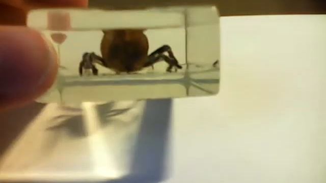 Насекомые и их знакомые выпуск #2 паук-крестовик смотреть онлайн