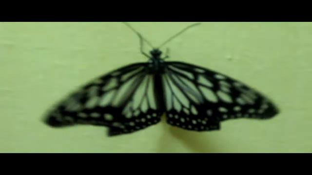 Very beautiful butterfly - Красивые бабочки смотреть онлайн