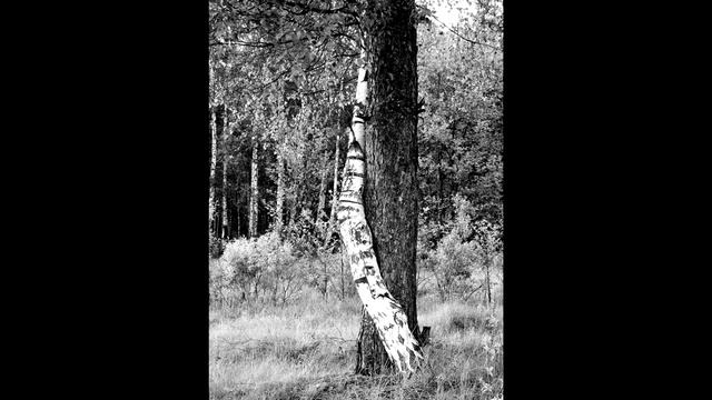 Что берёзка загрустила. Олег Данкир. Берёзка и дуб. Агапкин (Сиротка) смотреть онлайн