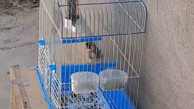 Седоголовый щегол смотреть онлайн