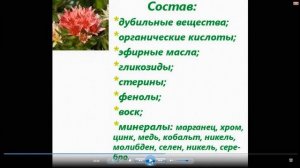 Красная щётка лечебные свойства