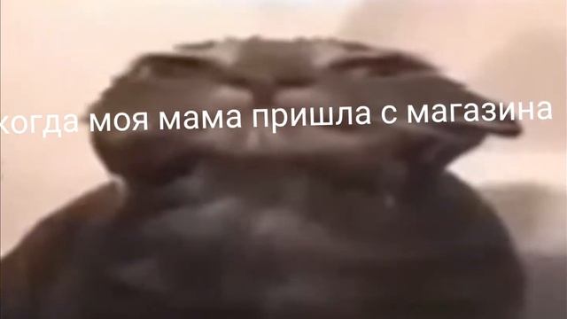 кот смотрит на камеру. смотреть онлайн