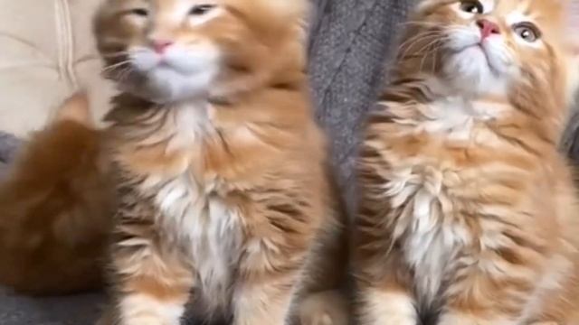 Рыжие котята породы мейн-кун. Сегодня нам 2 месяца. смотреть онлайн