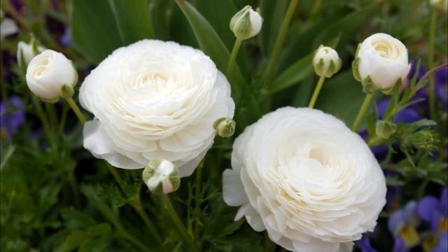 Ранункулюс