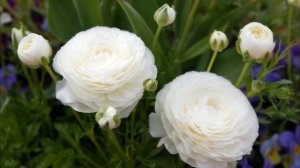 Ранункулюс