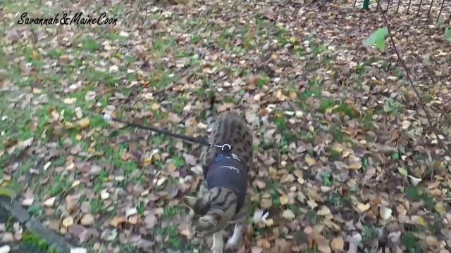 Savannah Cats ATTITUDE to Dogs смотреть онлайн