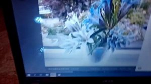 Легко и просто выращиваем горечавку из семян.