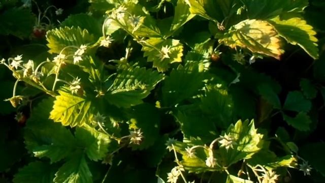 ЧТО ДЕЛАТЬ С ЗЕМЛЯНИКОЙ БЕЗУСОЙ ОСЕНЬЮ смотреть онлайн