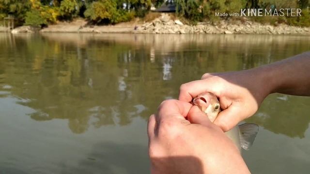 Рыбалка на реке Кубань.В поисках леща смотреть онлайн