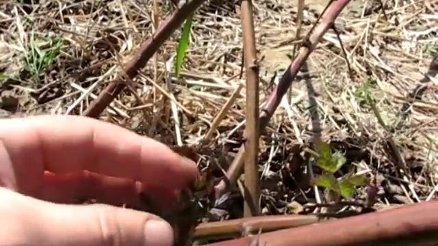 Как обрезать плодоносящий куст ежевики весной смотреть онлайн