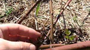 Как обрезать плодоносящий куст ежевики весной