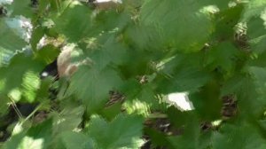 СОЛОВЬИНАЯ НОЧЬ  -  ультраранний сорт смородины с вкуснейшей ягодой.