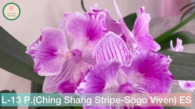L-13 P.(Ching Shang Stripe-Sogo Viven) ES смотреть онлайн