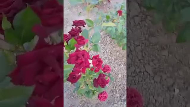 Сравнение роз Вlack Prince, Black Magic, Black Baccara смотреть онлайн