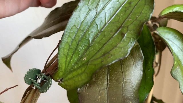 Hoya Erythrina Bajo-истощенная хойя?! смотреть онлайн