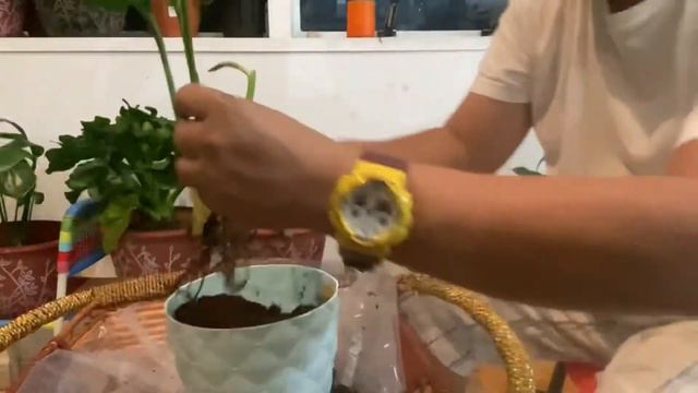Propagating & Repotting Monstera Peru смотреть онлайн