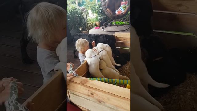 Дети и щенки лабрадора смотреть онлайн
