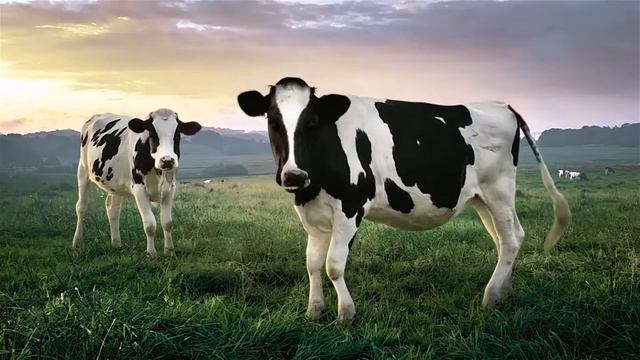 15 МИНУТ РЕКЛАМЫ НУТТИС ФРУТТИС, НО ЭТО ОБРАТНОЕ ПРОИГРЫВАНИЕ!