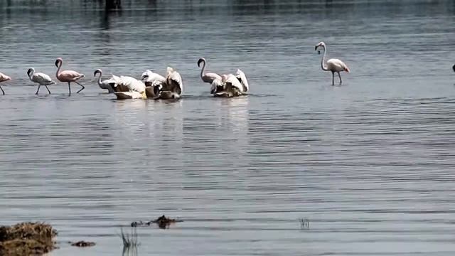Lake Nakuru National Park, Kenya смотреть онлайн