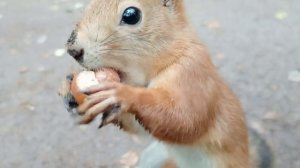 Ушастик лихо вскрывает орехи