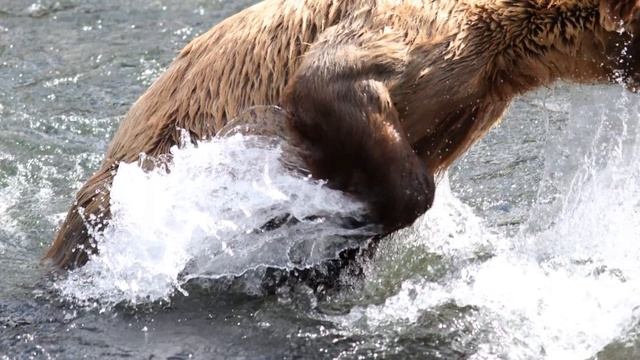 Окружающий мир 1 класс. Лесные животные смотреть онлайн