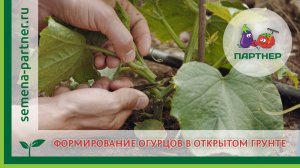 Формирование огурцов в открытом грунте