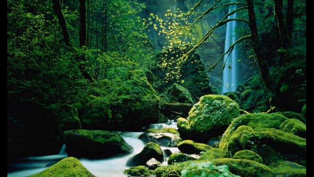 Tekken 6 Soundtrack - Mystical Forest смотреть онлайн