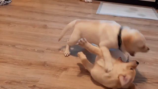 Вся семейка;) смотреть онлайн