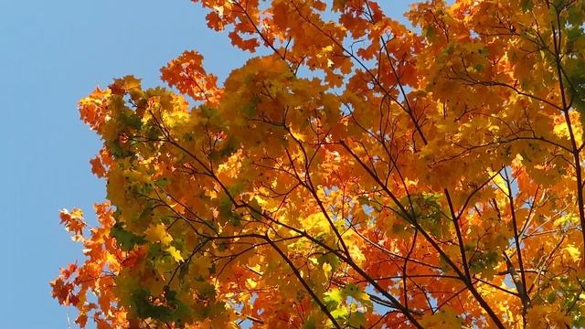 Все краски осени смотреть онлайн