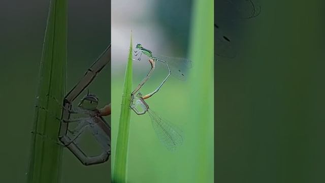 Nikon L810 lens смотреть онлайн