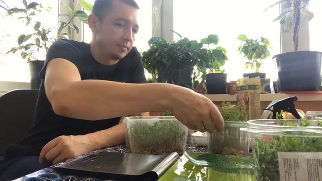 МИКРОЗЕЛЕНЬ ЧЕЧЕВИЦА-ПОСАДИЛ В ПЕРВЫЕ!!! смотреть онлайн