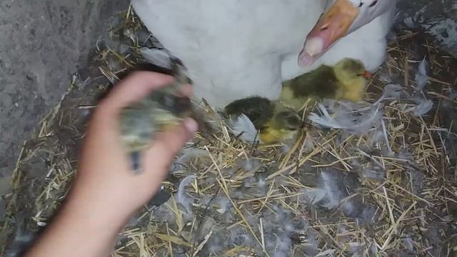Начался вывод гусят под второй гусыней! Я в шоке! смотреть онлайн
