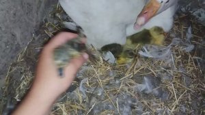 Начался вывод гусят под второй гусыней! Я в шоке!