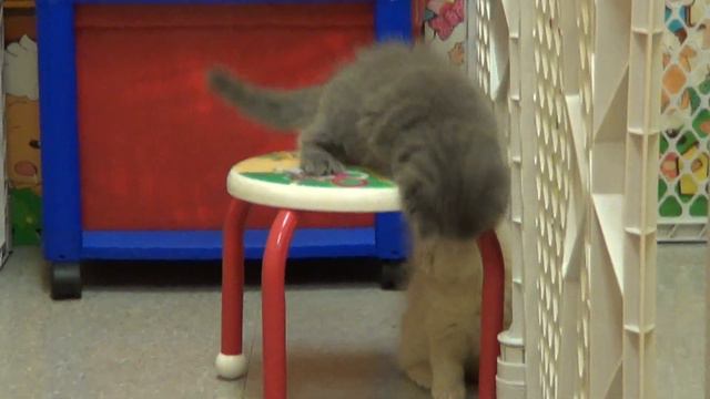 Scottish Fold Kittens for Sale!! смотреть онлайн