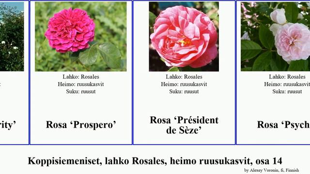 Koppisiemeniset, lahko Rosales, heimo ruusukasvit, osa 14 pink princess rose princesse del des von смотреть онлайн