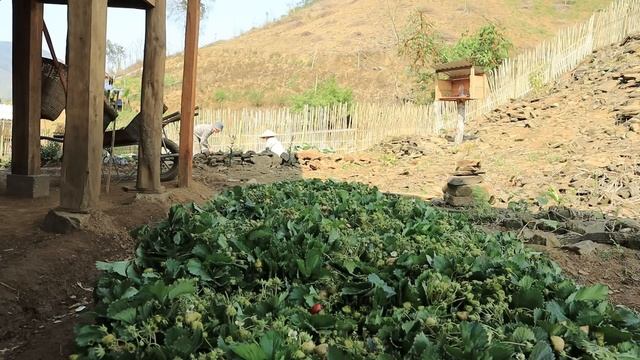 full video of farm life  make potholes grow crops and get food  live with nature