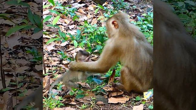 4  The Amazing Time Rose Want Visit Libby And Rainbow  But She Hesitating Cus Monkey Anita Stay Wit
