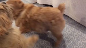 Норвич-терьер - всё о породе