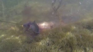 ОГРОМНЫЙ ЗМЕЕГОЛОВ