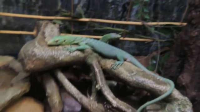 Смарагдовый варан . смотреть онлайн