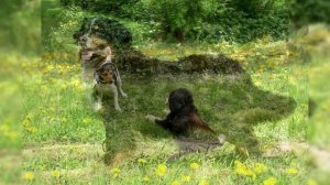 Бернский Зенненхунд. Плюсы и минусы, Цена, Как выбрать, Факты, Уход, История