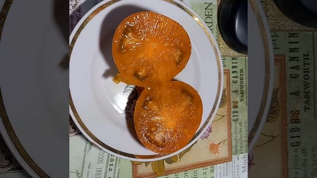 Томат ЗЕБРА ЖЕЛТАЯ ( КОЗУЛА 179) Коллекционный сорт. Ярославская обл.